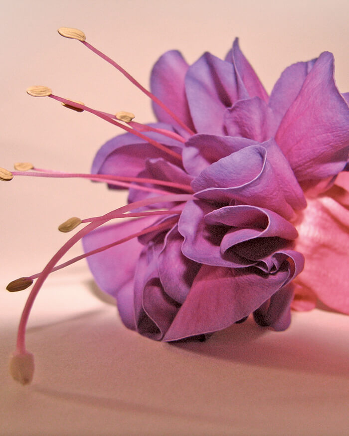 No Momento da Doação