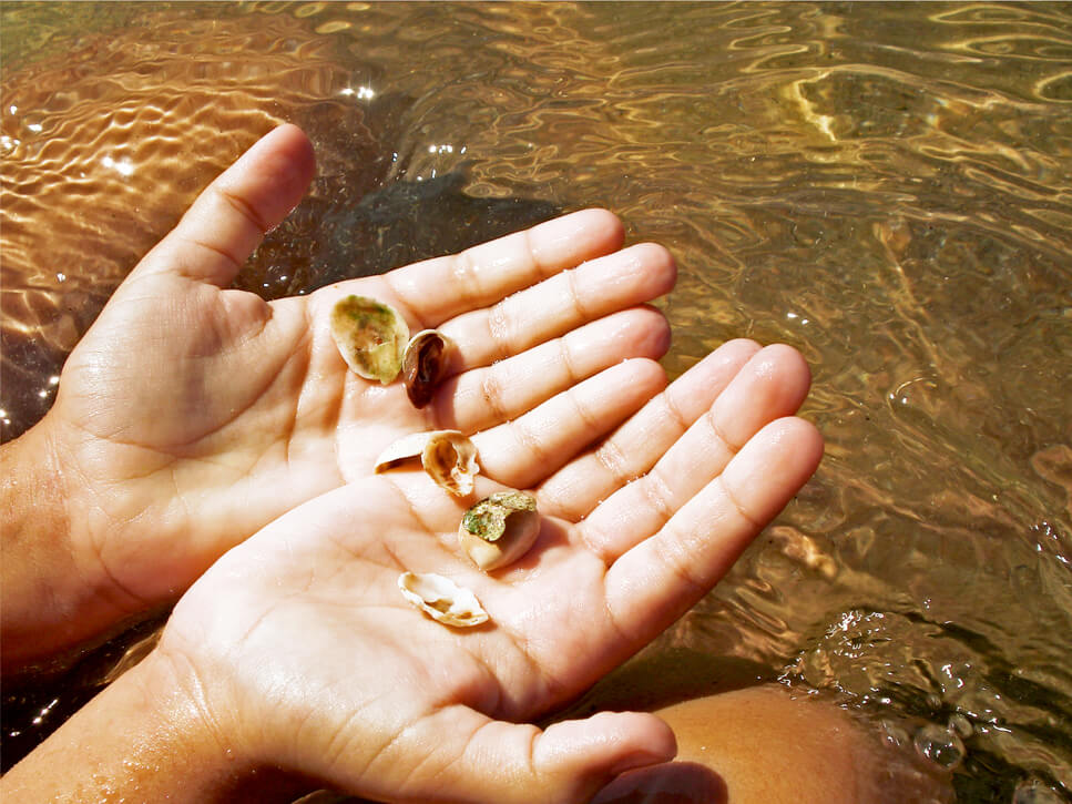 Como fazer a doação